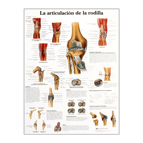 Lámina de anatomía: Articulación de la rodilla